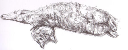 Cat stretching