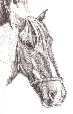 Horse 2