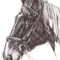 Horse 1