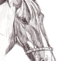 Horse 2