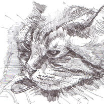 Cat called Jasper