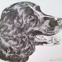 Spaniel adult