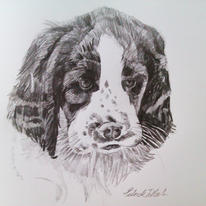 Spaniel puppy