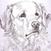 Pet Portraits