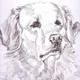 Retriever: Sally