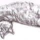 Cat stretching