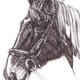 Horse 1