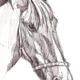 Horse 2