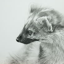Pine Marten