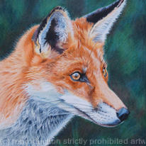Dog Fox