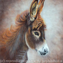 Donkey Foal