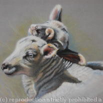 Spring Lambs