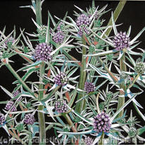 Sea Holly