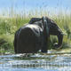 Okavango Elephant | (sold) | | Oil Okavango Elephant