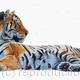 Tiger Study | (sold) | | Coloured Pencil Tiger Study
