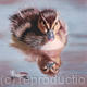 Featherweight | (sold) | | Pastel on Velour Featherweight