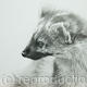 Pine Marten | £425 | 57 x 50cm | Pencil Pine Marten
