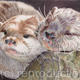 Wet 'n' Dry | £275 | 34 x 45cm | Coloured Pencil Wet 'n' Dry
