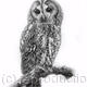 Tawny Owl | | 45 x 55cm | Pencil Tawny Owl