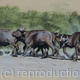 Run For Cover | | | Pastel on board Run For Cover