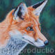 Dog Fox