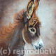Donkey Foal