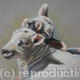 Spring Lambs