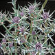 Sea Holly