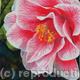Camelia