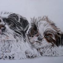 Two Shih-Tzu