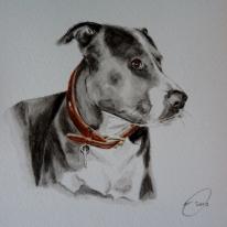 Staffy