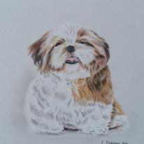 Shih-Tzu Pup
