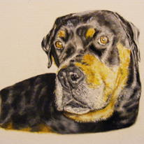Rottweiler