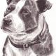 Staffy