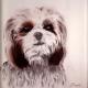 Gizmo