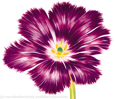 Purple Flower