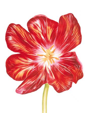 Red Tulip