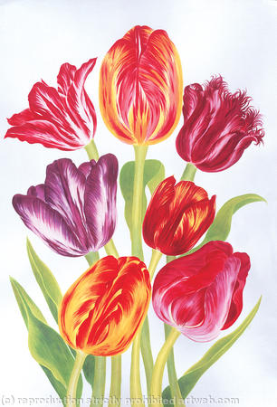 Tulip Group
