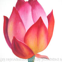 Flower Bud