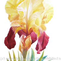 Shannopin Iris