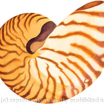 Shell Study