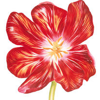 Red Tulip