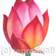 Flower Bud