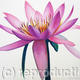 Lotus Flower