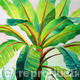 Banana Plant