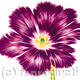 Purple Flower