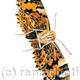 Moth