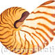 Shell Study