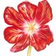Red Tulip