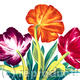 Three Tulips